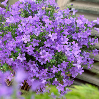 Campanula 'Catharina'