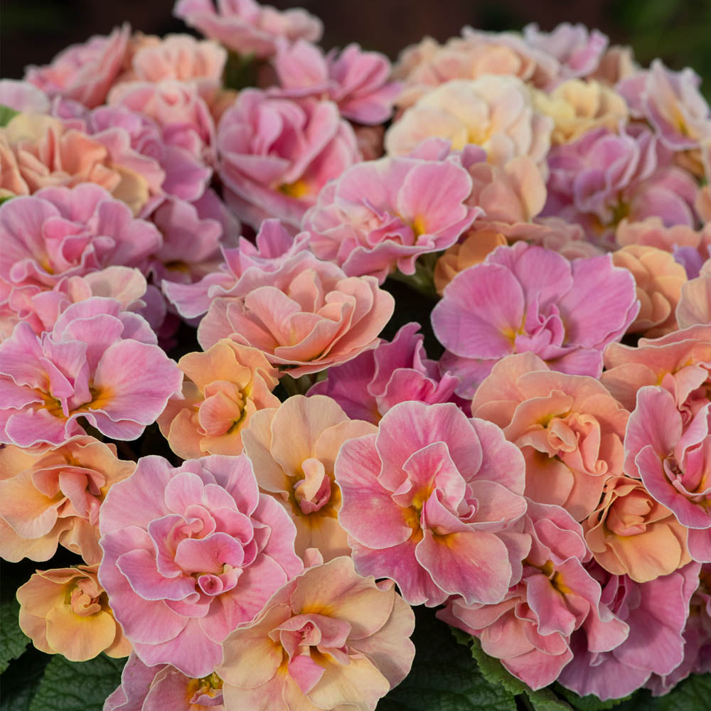 Primula Early Pom Pom Mandarin