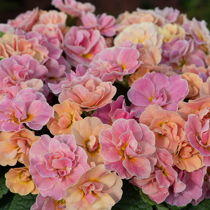 Primula Early Pom Pom Mandarin