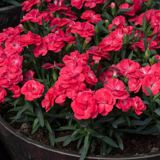 Dianthus Oscar Salmon