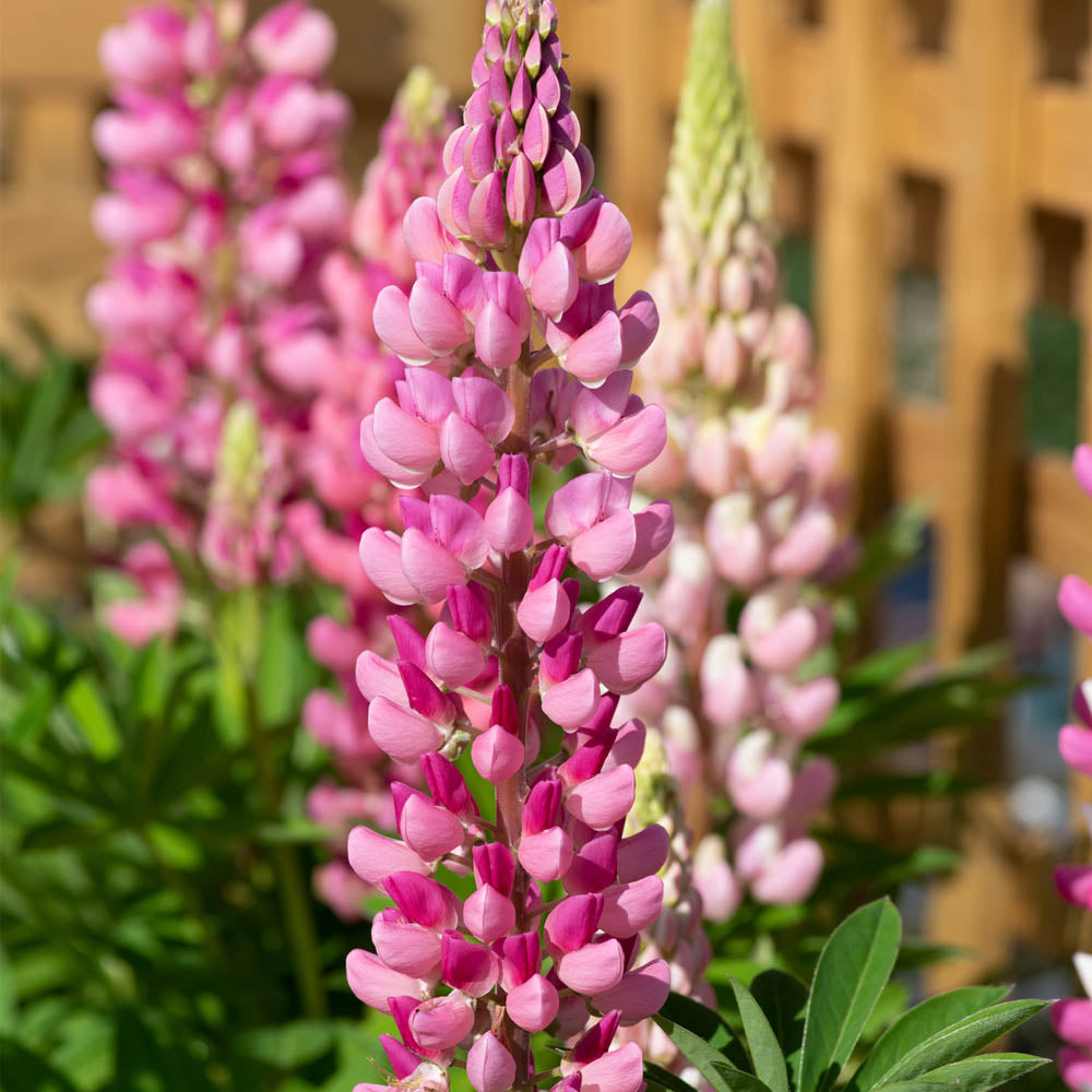 Lupin 'Legendary Rose Shades'