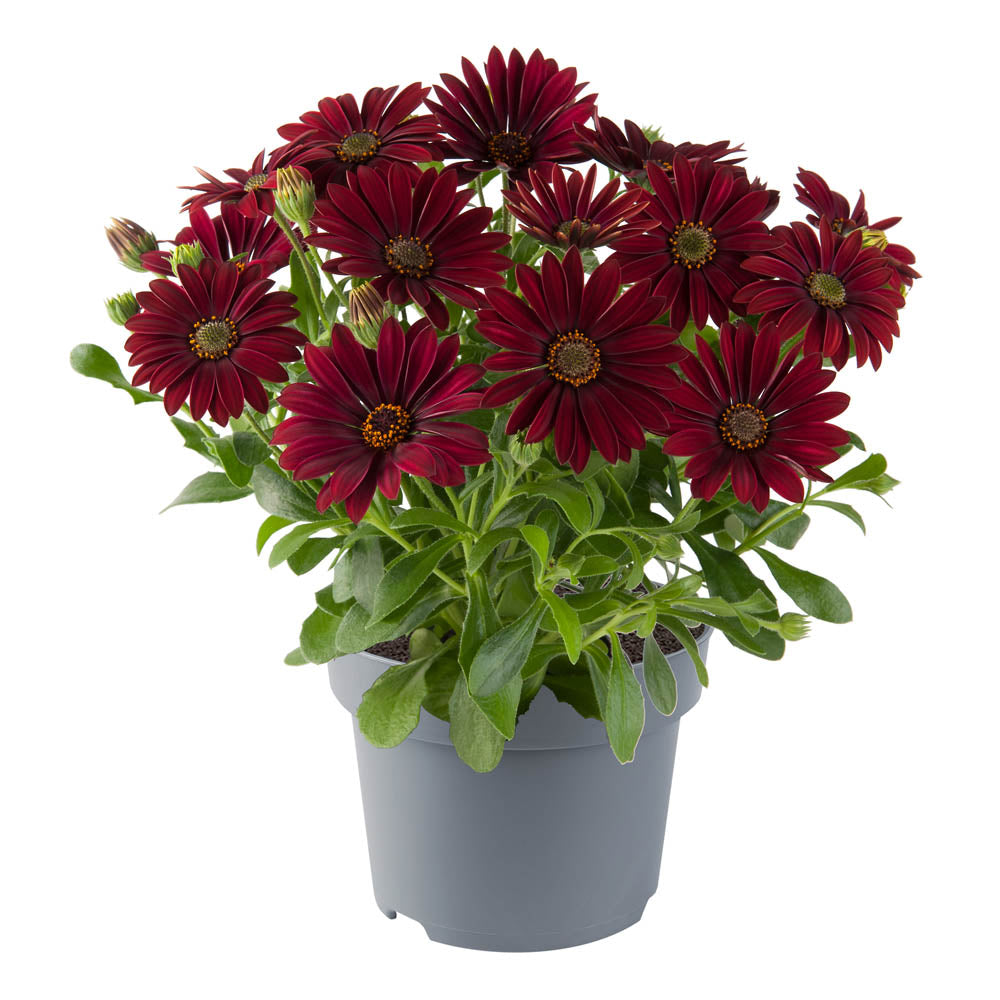 Osteospermum Dalina Dark Red