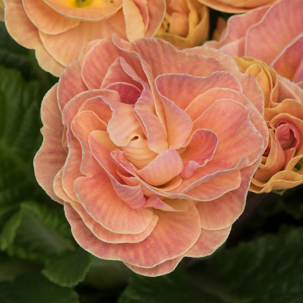 Primula Early Pom Pom Mandarin