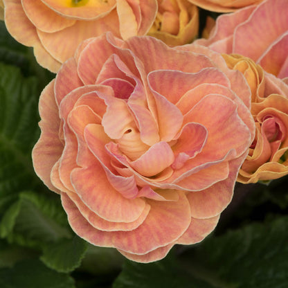 Primula Early Pom Pom Mandarin