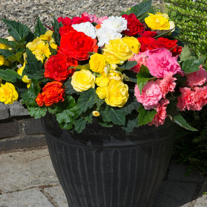 Begonia Nonstop Mix