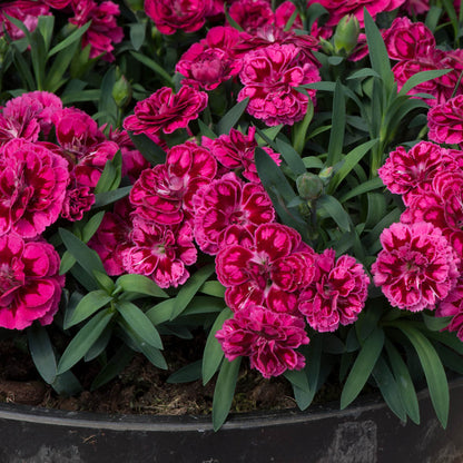Dianthus Oscar Purple Wings