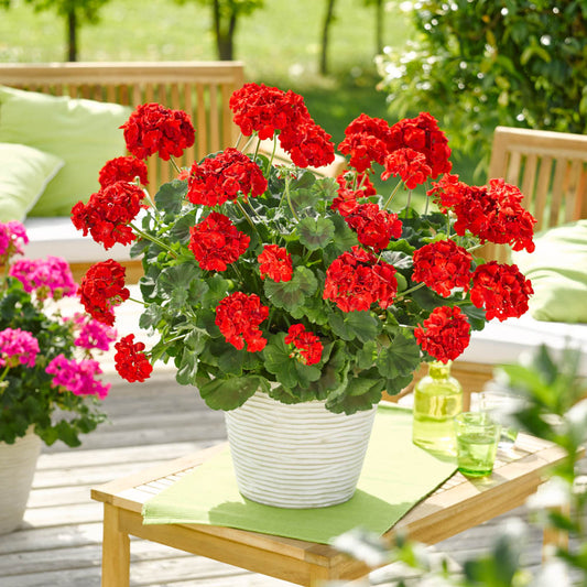 Geranium Zonale Senna Red