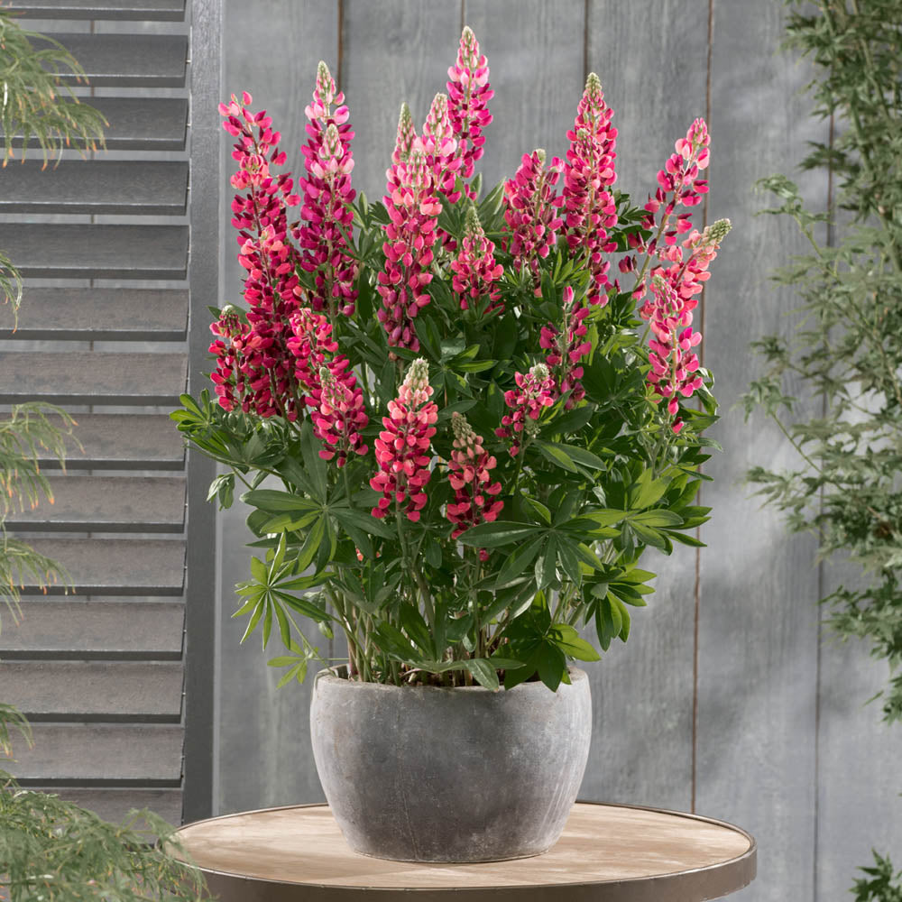 Lupin 'Legendary Red Shades'
