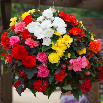 Begonia Nonstop Mix