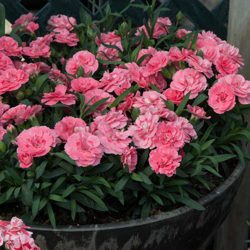 Dianthus Oscar Pink