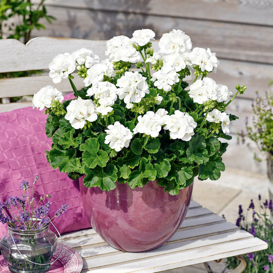 Geranium Zonale Lasse White