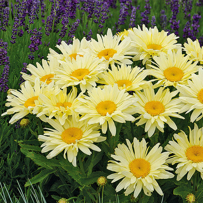 Leucanthemum 'Banana Cream'