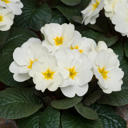 Primula Obsidian Light Yellow