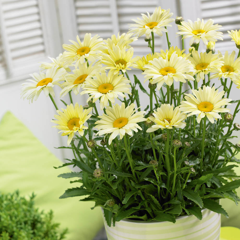 Leucanthemum 'Banana Cream'