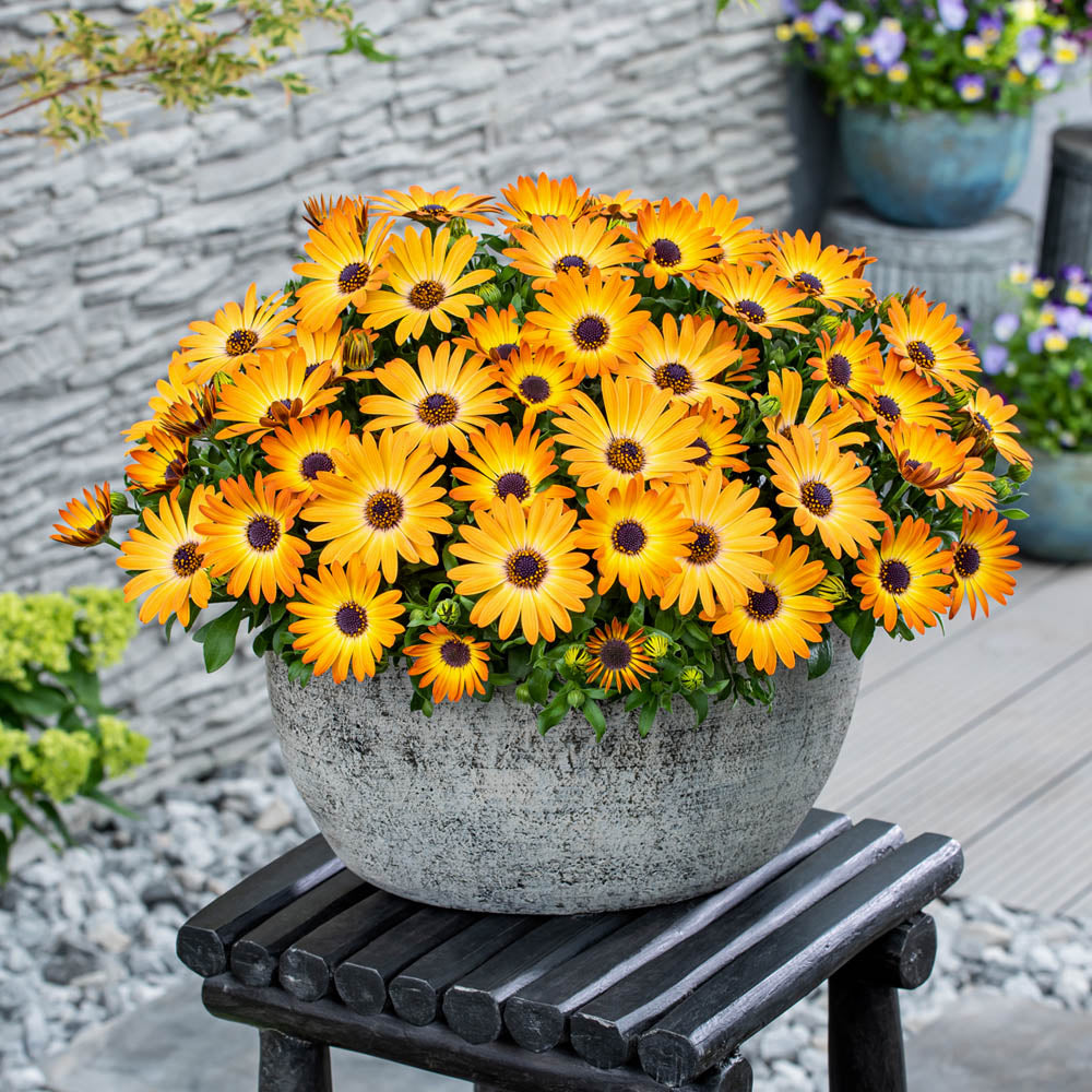 Osteospermum Dalina Sunshine Beauty