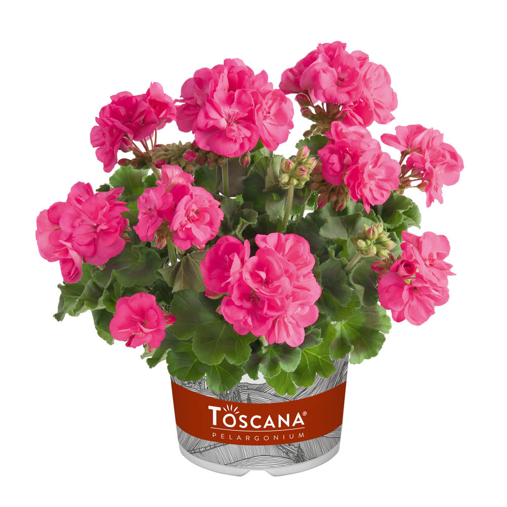 Geranium Zonale Hanna Hot Pink