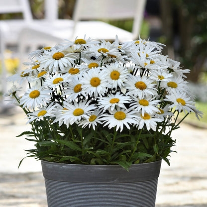 Leucanthemum 'Madonna'