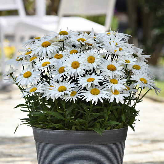 Leucanthemum 'Madonna'