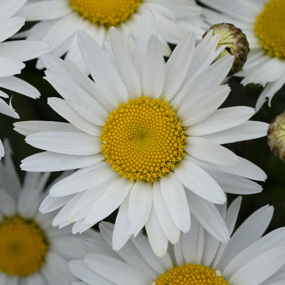Leucanthemum 'Madonna'