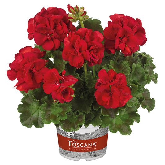 Geranium Zonale Sophie Dark Red