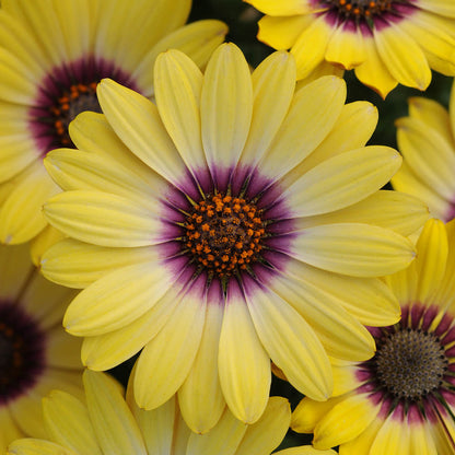 Osteospermum Dalina Blue Eyed Beauty