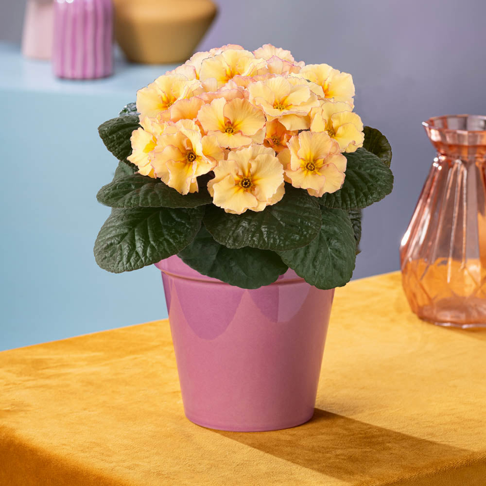 Primula 'Obsidian Peach'