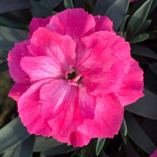 Dianthus Oscar Neon Pink