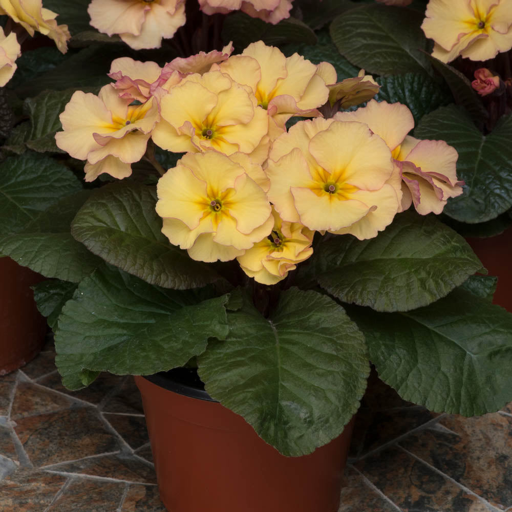 Primula 'Obsidian Peach'