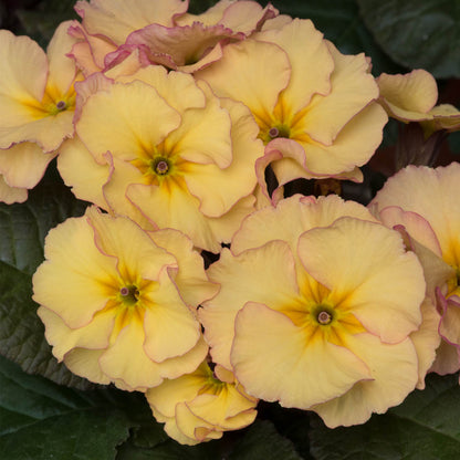 Primula 'Obsidian Peach'