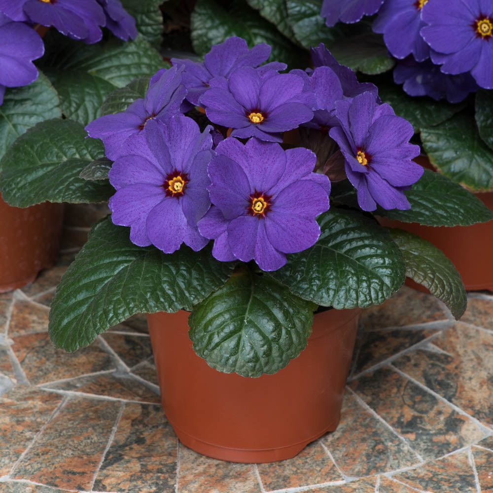 Primula 'Obsidian Deep Blue Shades'
