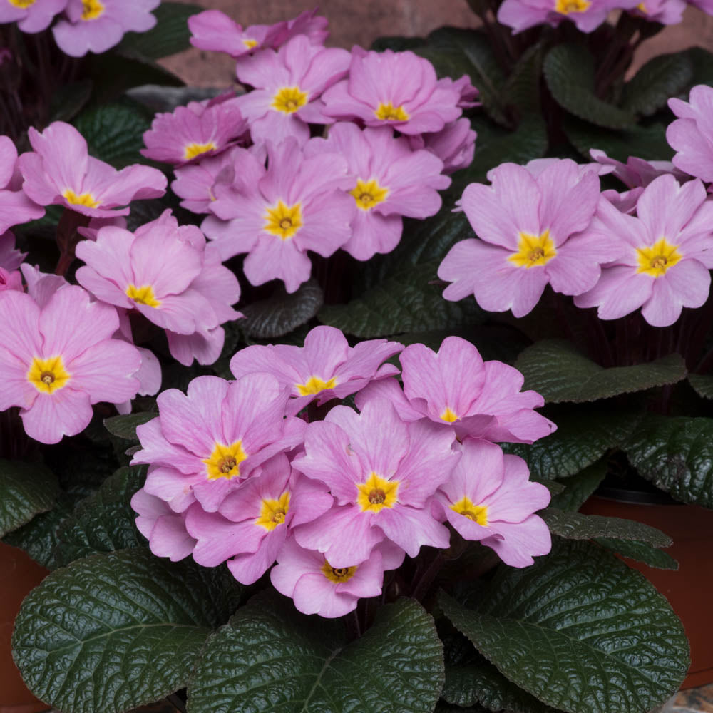 Primula Obsidian Antique Rose