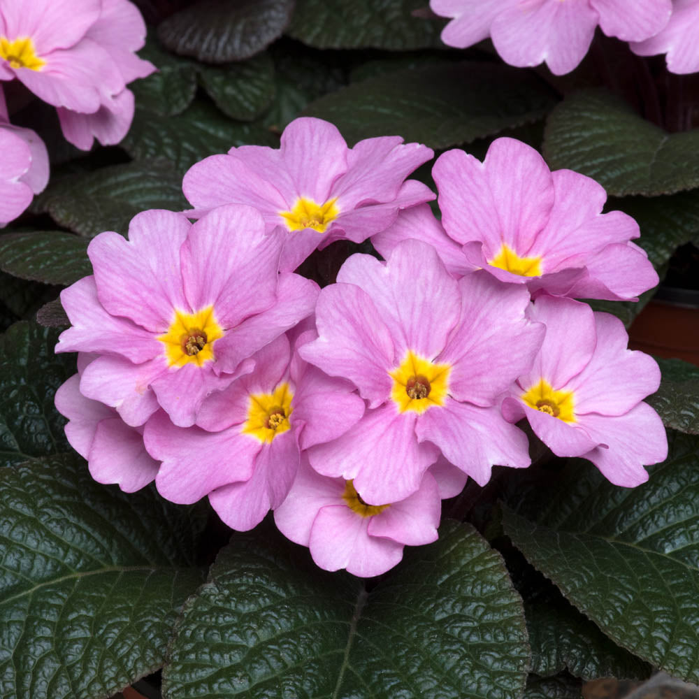 Primula Obsidian Antique Rose