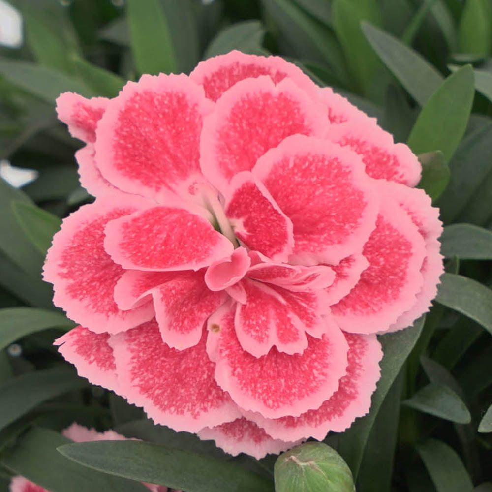 Dianthus Oscar Antique Pink