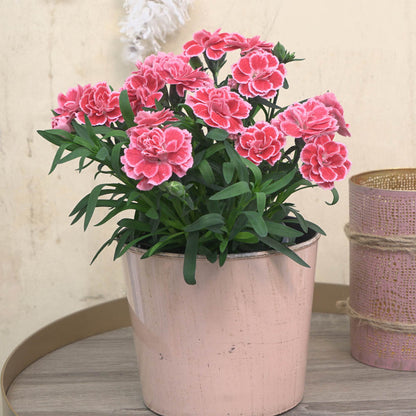 Dianthus Oscar Antique Pink