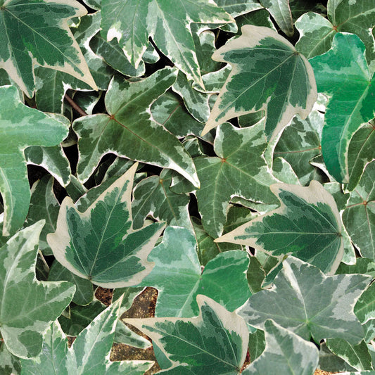 Hedera helix 'Gold'