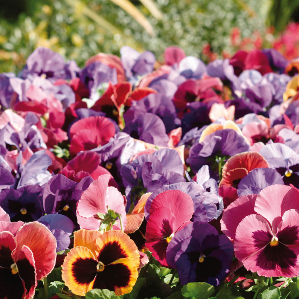 Pansy Coastal Sunrise Mix