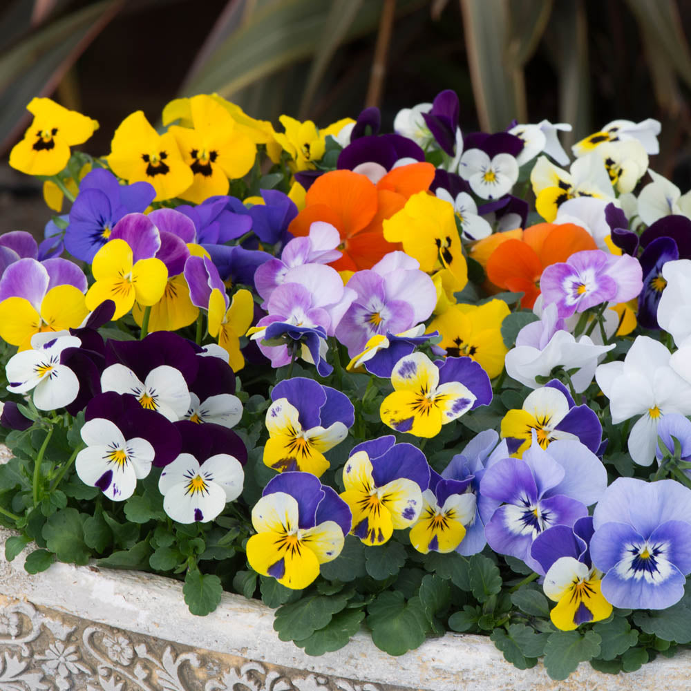 Viola Sorbet Spring Mix