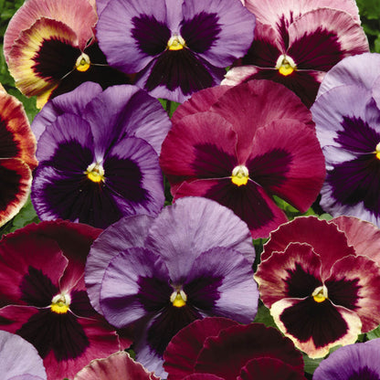 Pansy Coastal Sunrise Mix