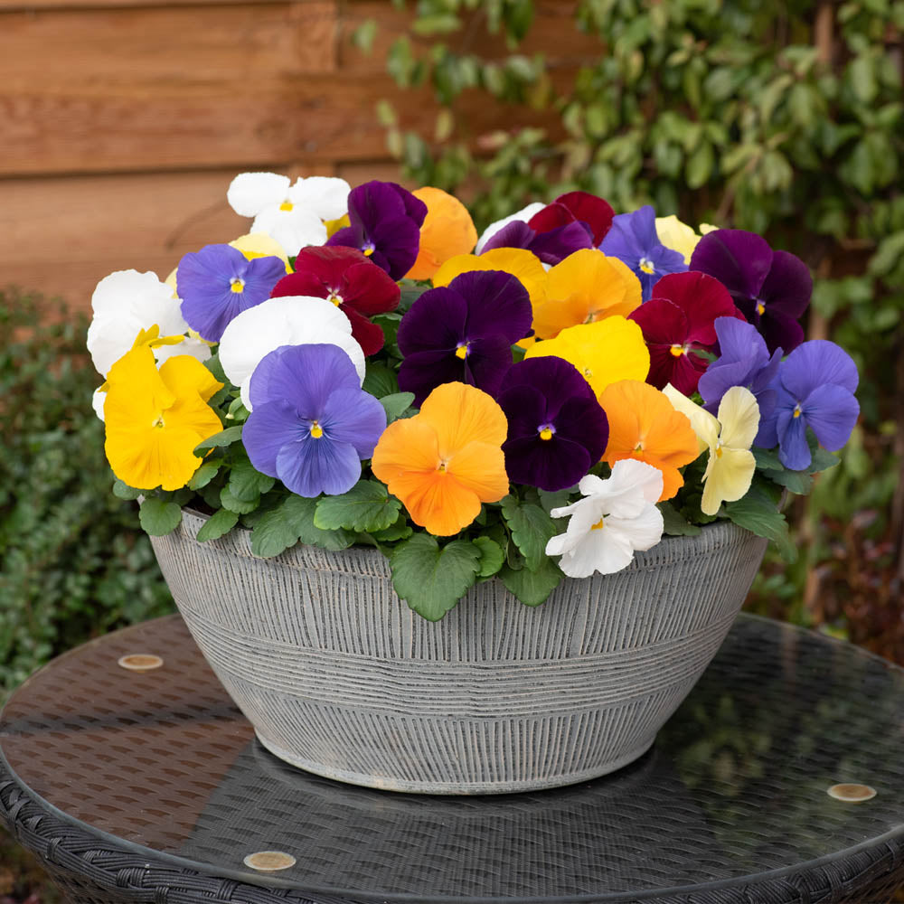 Pansy Matrix Clear Springs Mix – Rowlands Plants