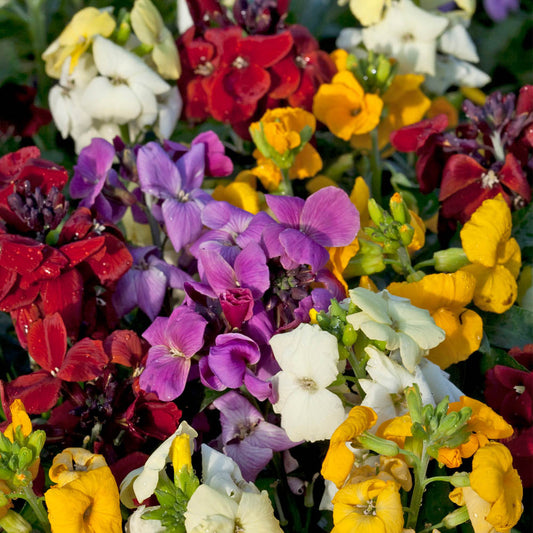 Wallflower Sugar Rush Mix