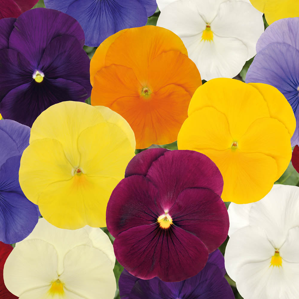 Pansy Matrix Clear Springs Mix