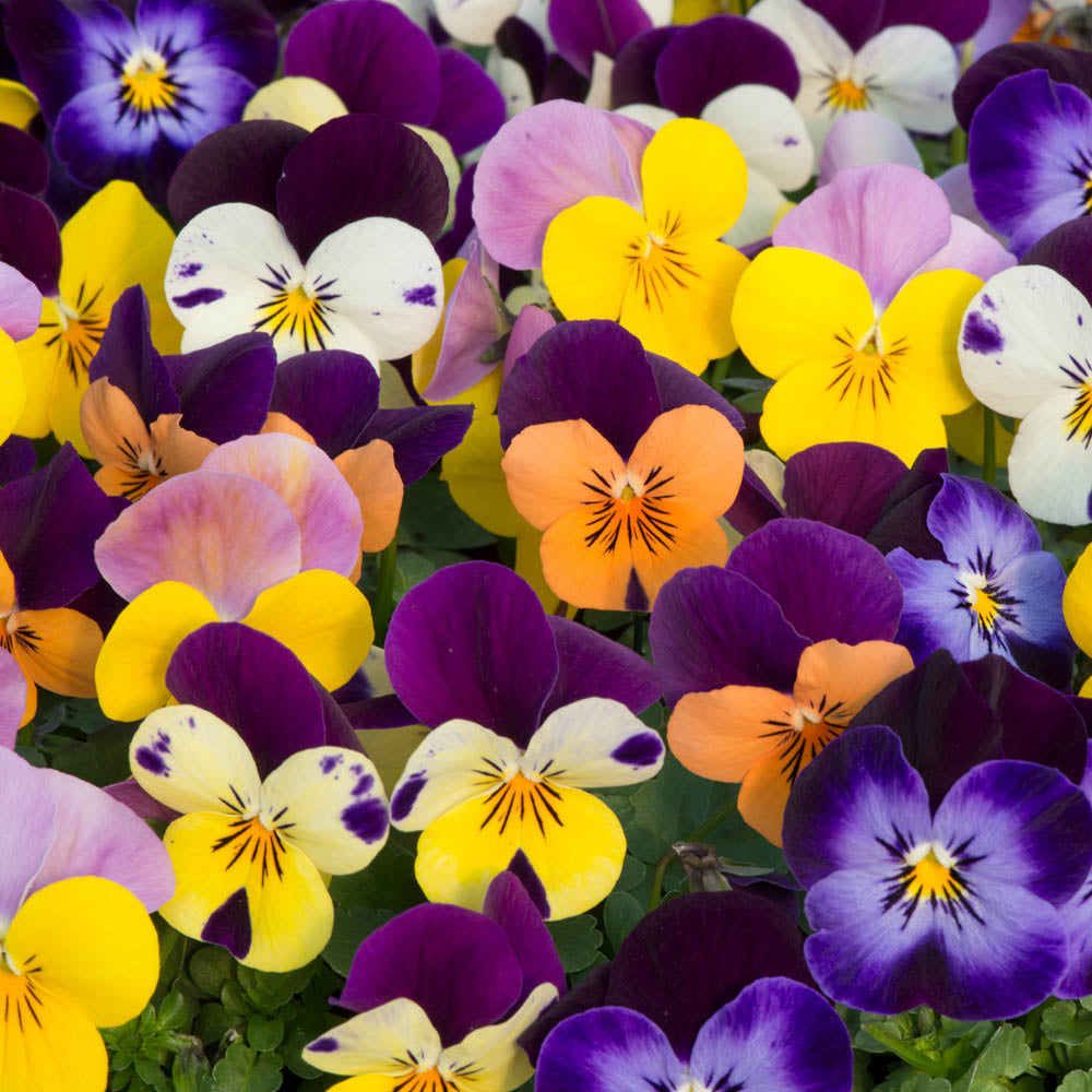 Viola Sorbet Jump Up Mix