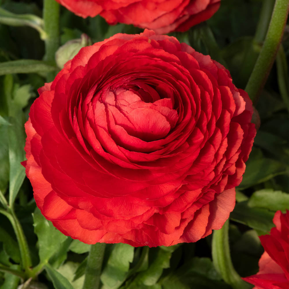 Ranunculus