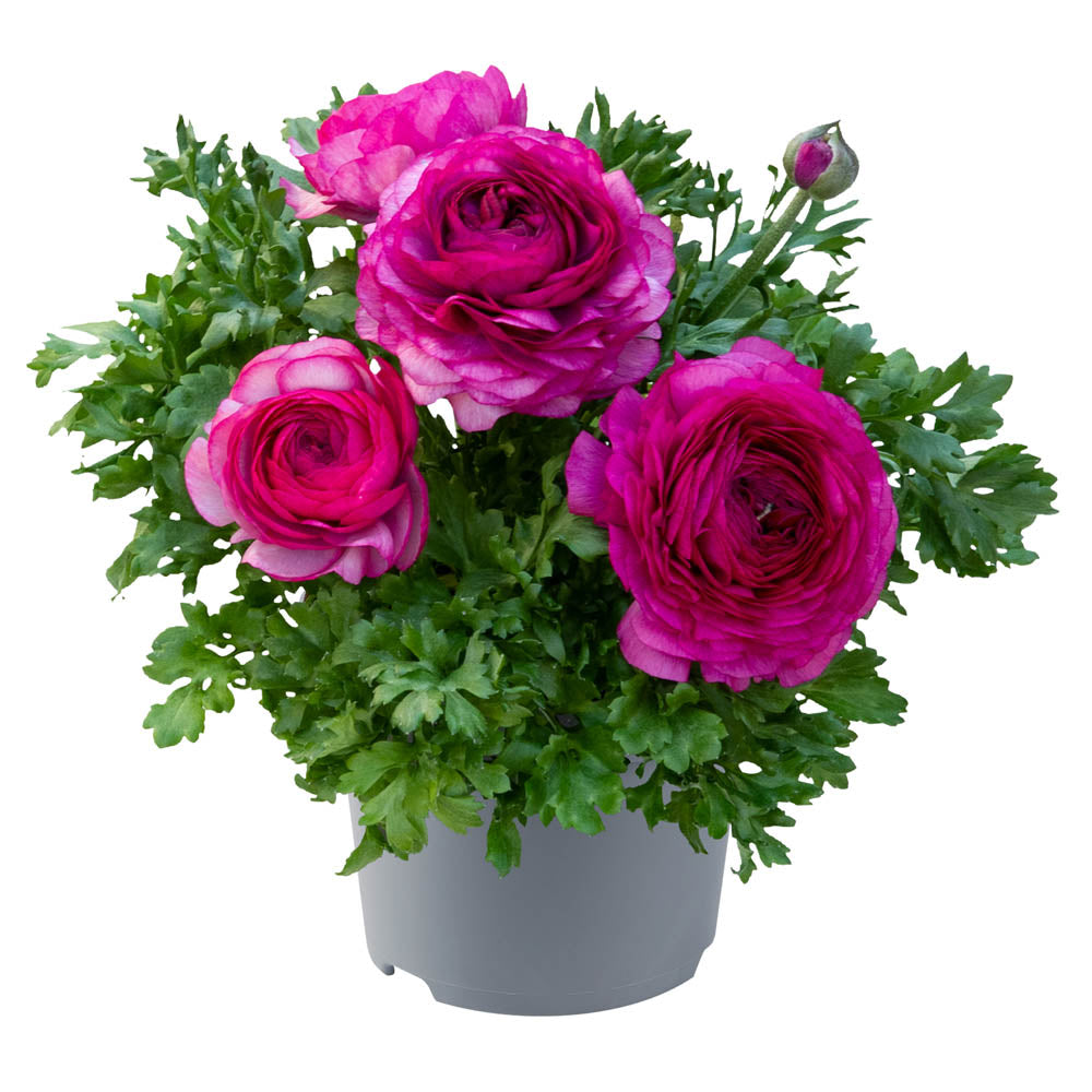 Ranunculus 'Vortex Purple Improved' – Rowlands Plants