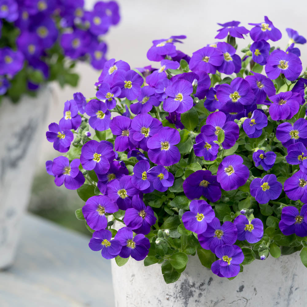 Aubrieta gracilis 'Kitte Blue'