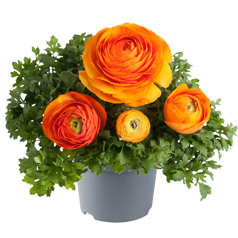 Ranunculus 'Vortex Orange Improved'