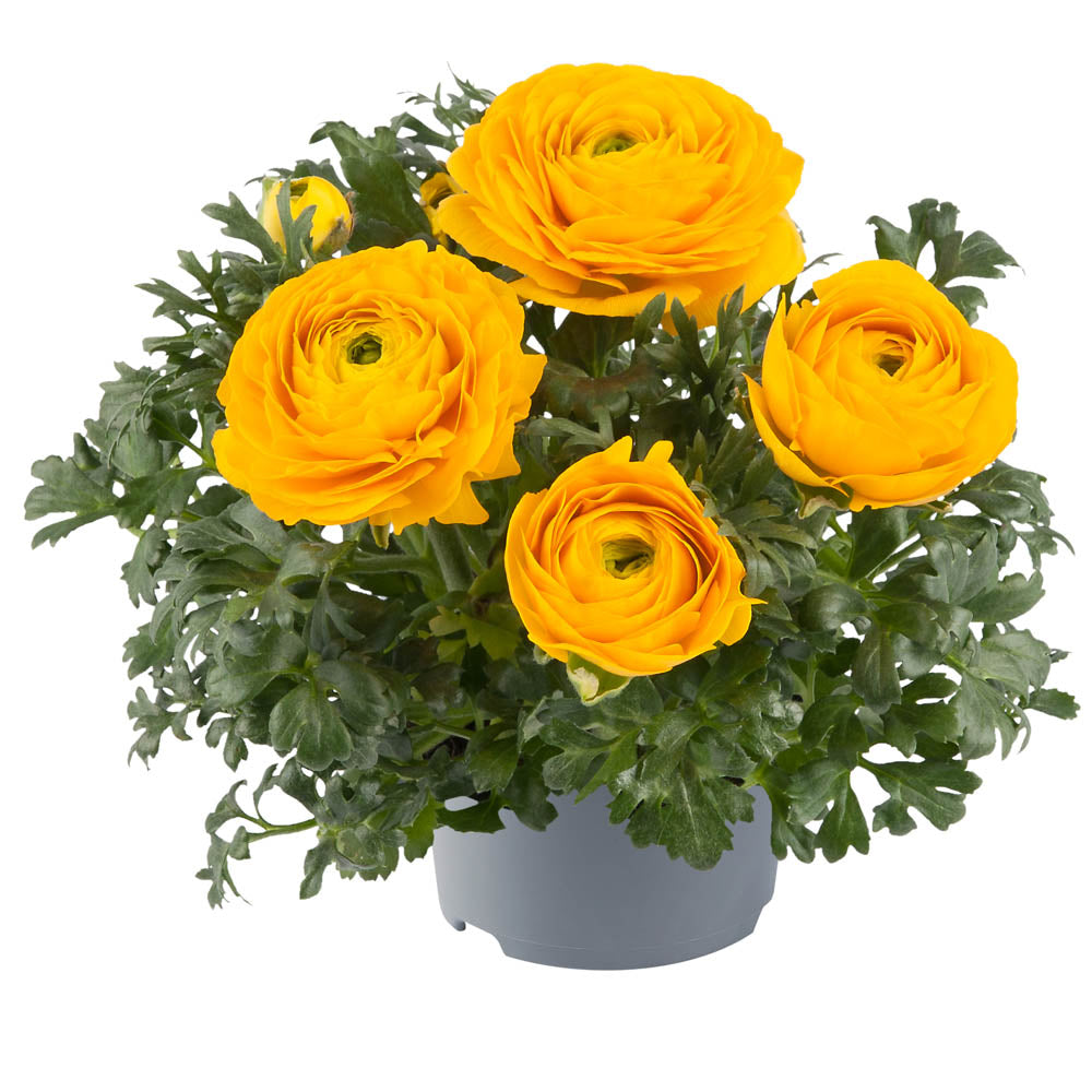Ranunculus 'Vortex Golden Yellow'