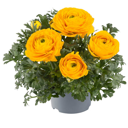 Ranunculus 'Vortex Golden Yellow'