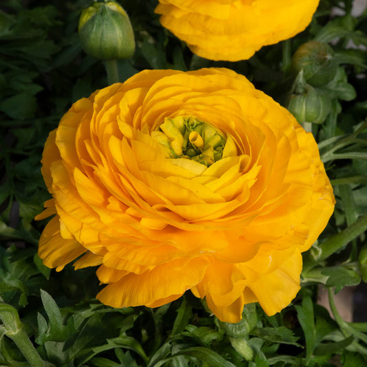 Ranunculus 'Vortex Golden Yellow'