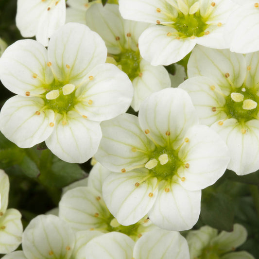 Saxifraga Marto White